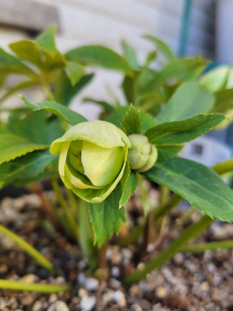 ヒ*イ様 広瀬園芸　クリスマスローズ　ダブル