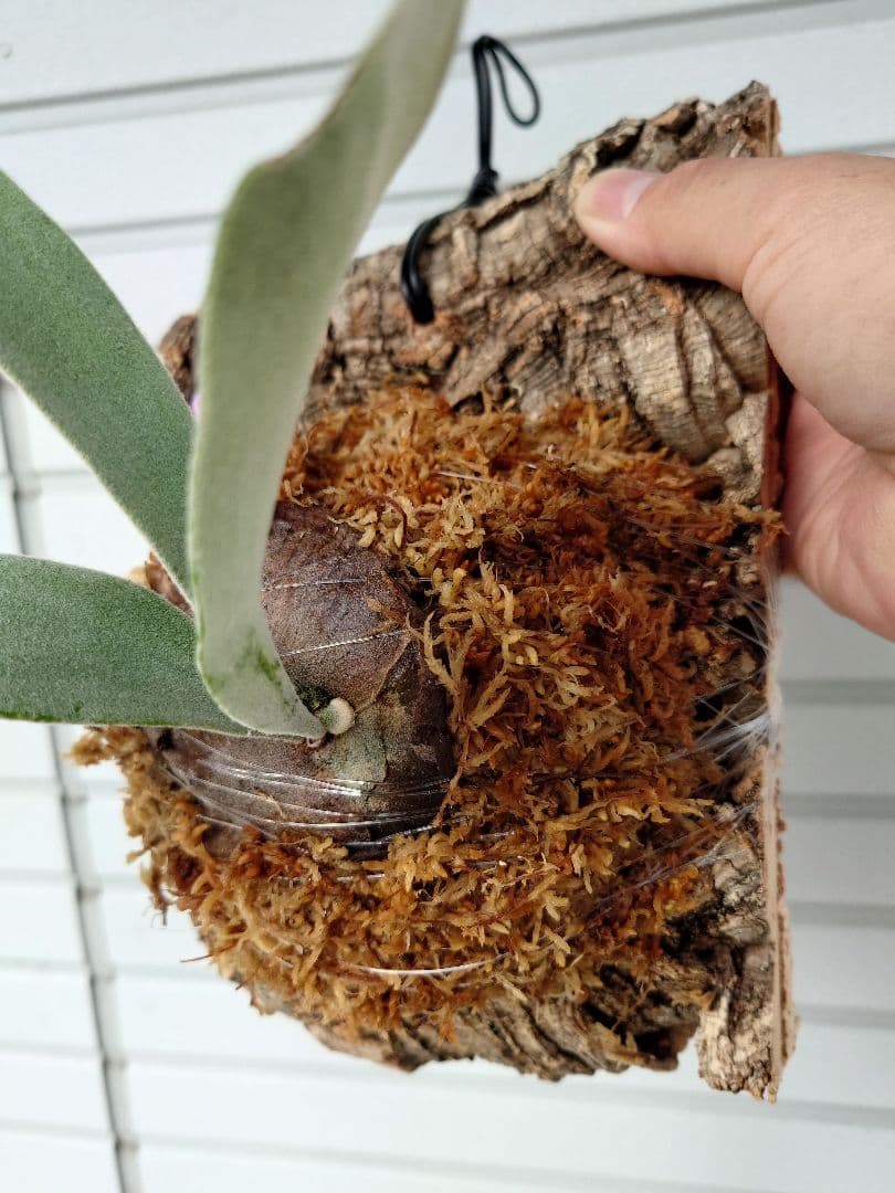 ビカクシダスノークイーンエルサF307 コルク付き