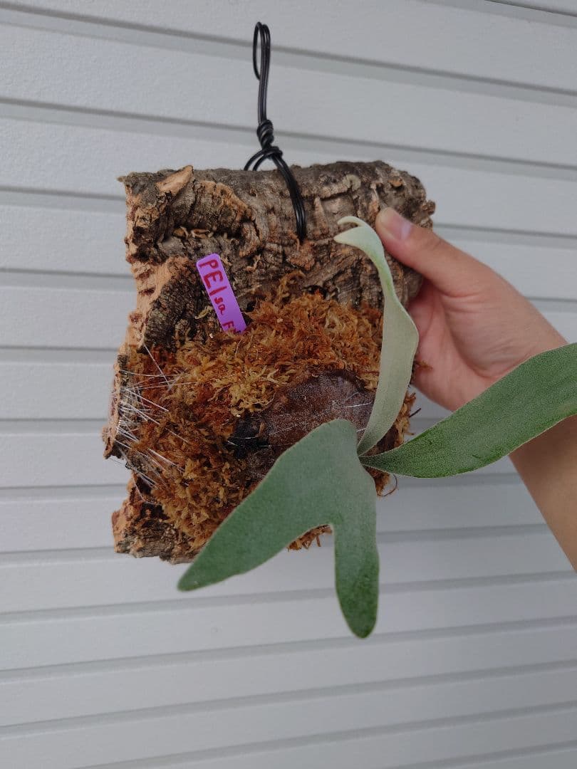 ビカクシダスノークイーンエルサF307 コルク付き