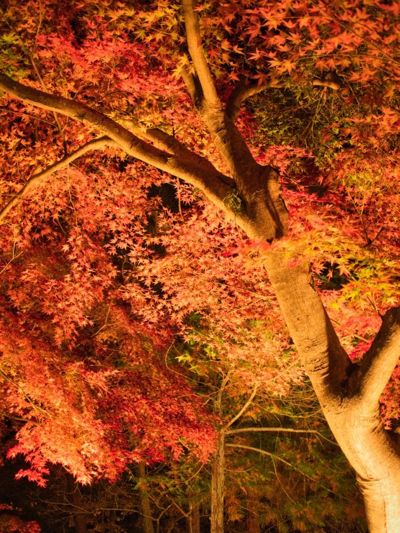 【使用数か月】OLYMPUS PEN E-P7 EZ ボディ+レンズ