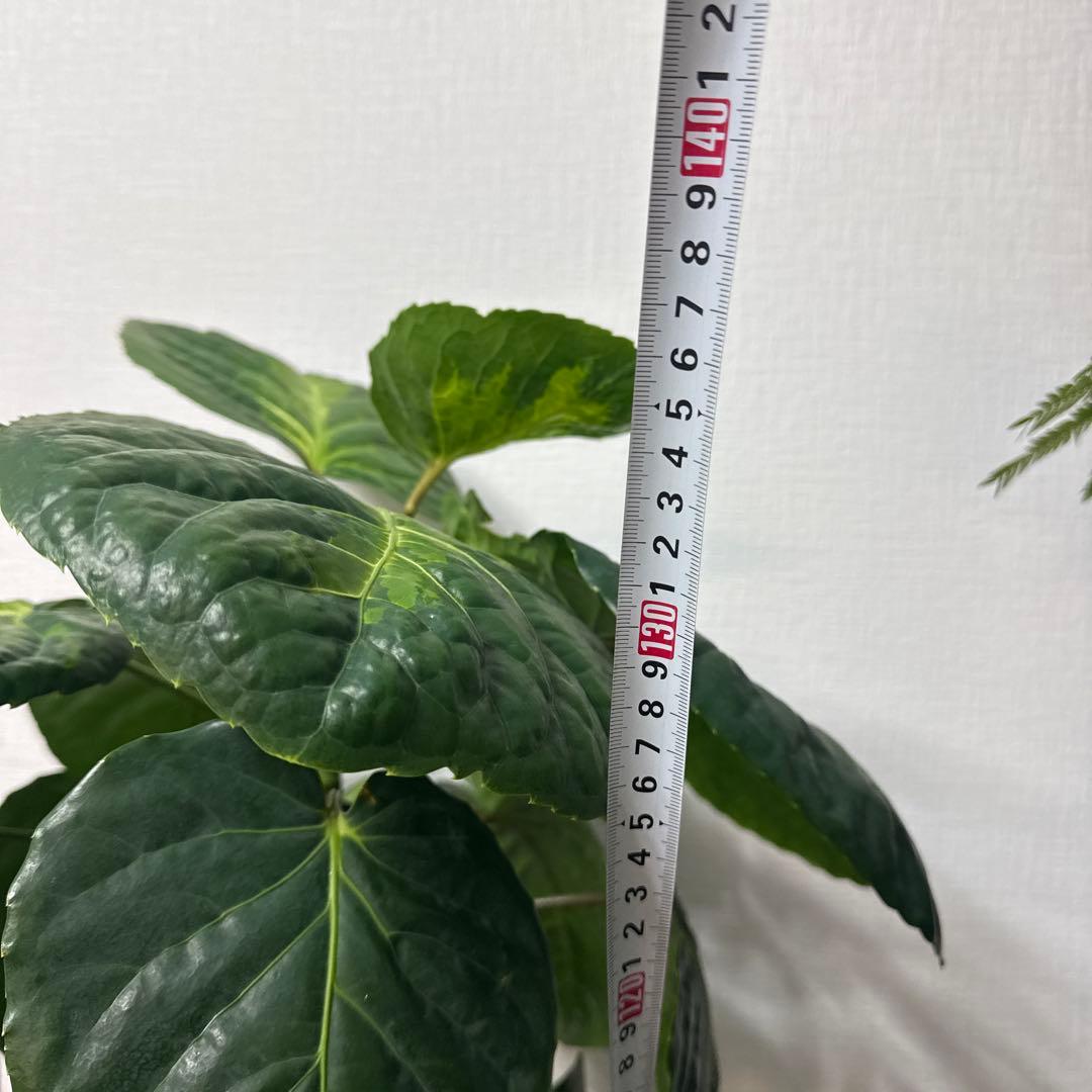 ポリシャス フリスビー スマイル