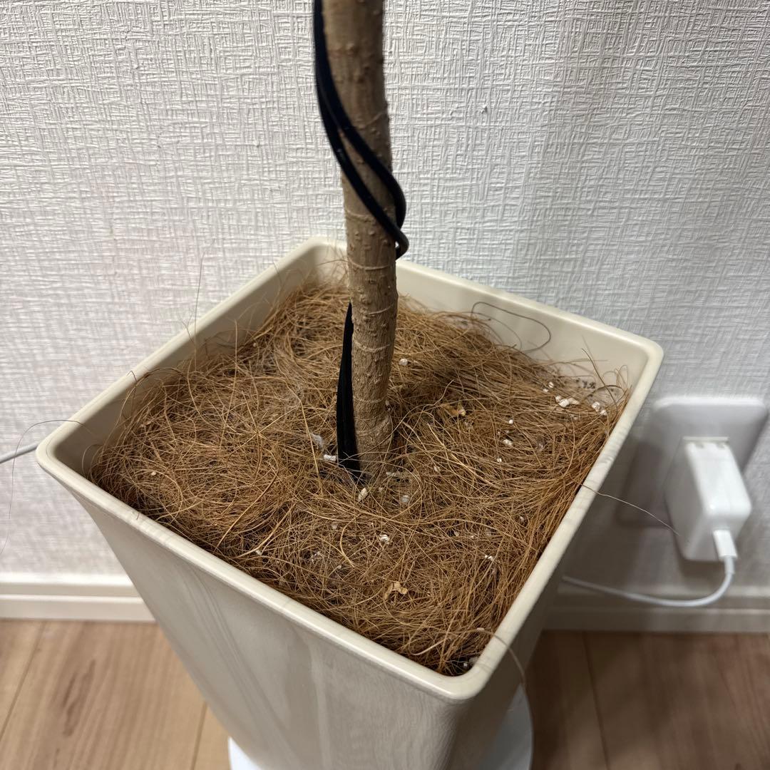 ポリシャス フリスビー スマイル