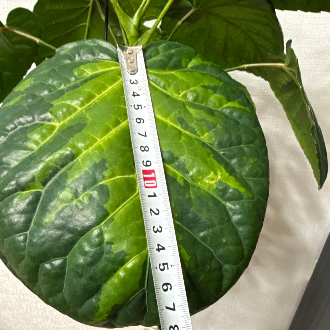 ポリシャス フリスビー スマイル