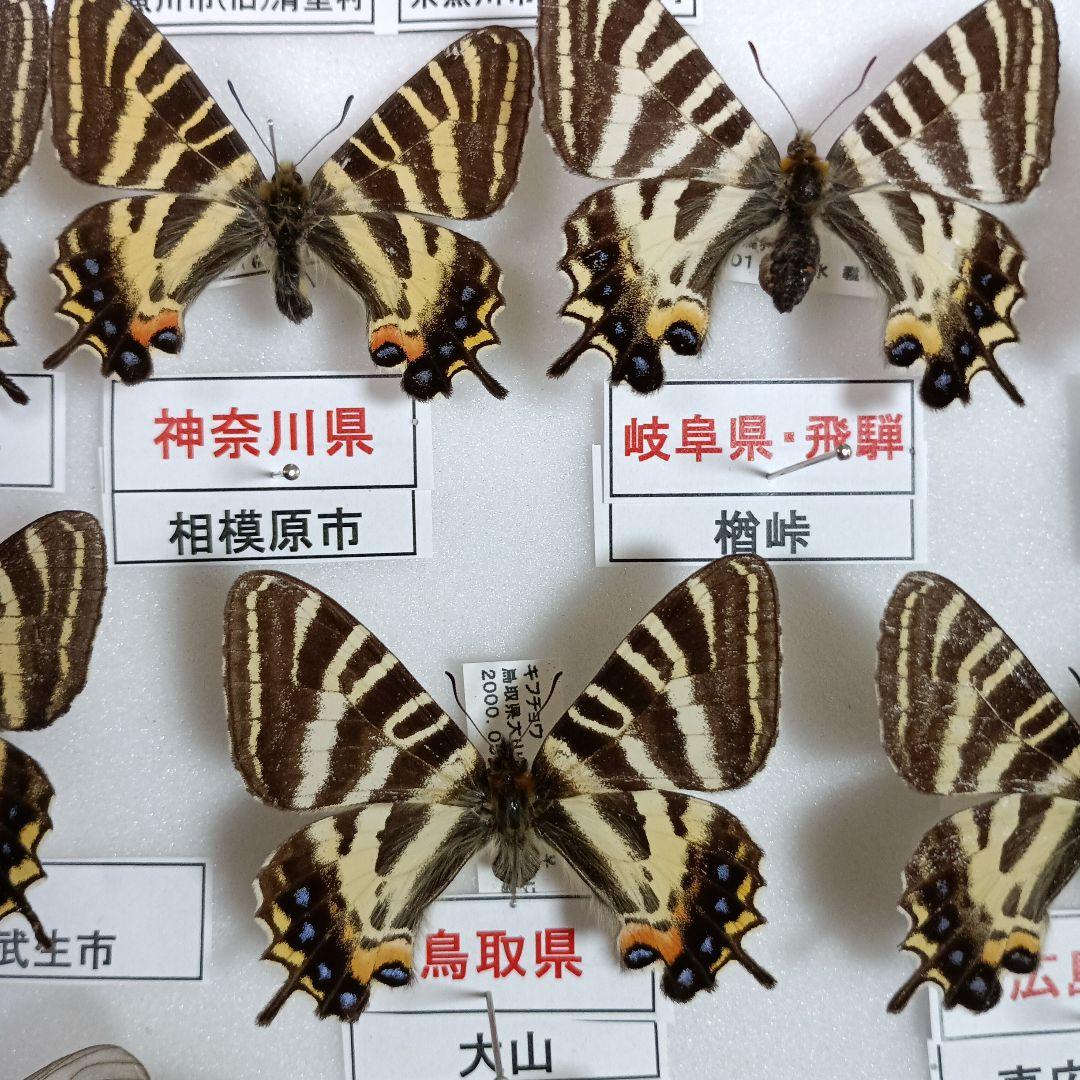 蝶の標本 年1回発生のウスバアゲハ・高山蝶・局所蝶