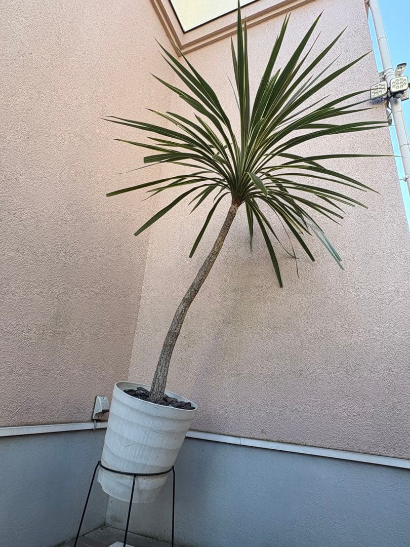 トーベイダズラー　コルジニネ　大株　アメリカーナ子株おまけ付き　引き取り限定