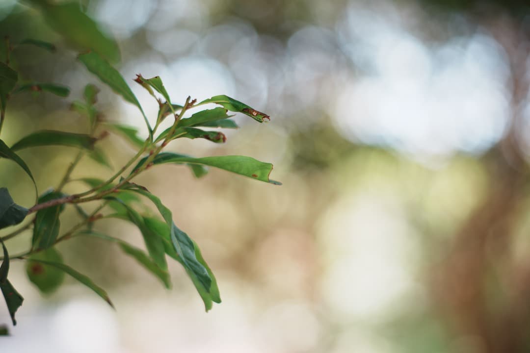 【虹ゴ】ミノルタ MC-ROKKOR PF 85mm F1.7 前 409