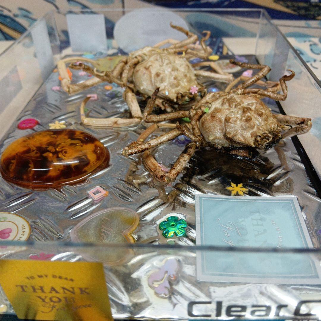 稀少レア平家蟹科凹凸立体リアル鬼面蟹横幅２２X１６X３、５センチ標本コレクション