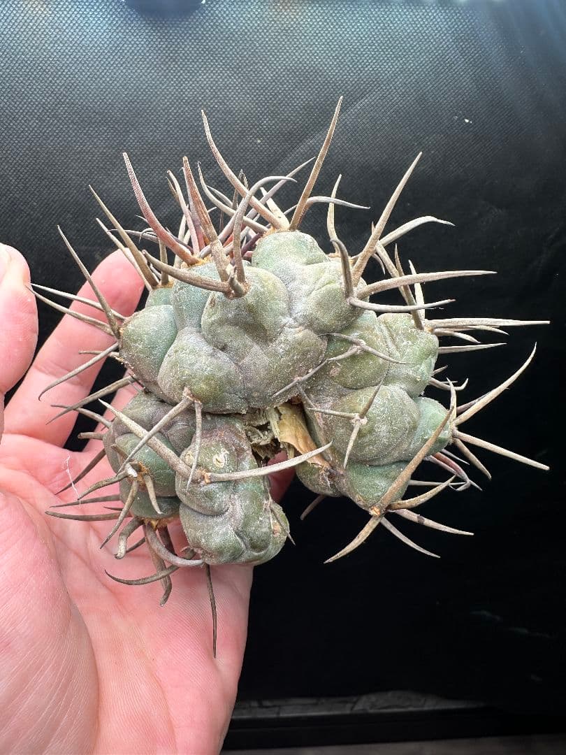 【サボテン_シュカクマテンリュウ】 守金魔天竜 3頭 綴化（てっか）