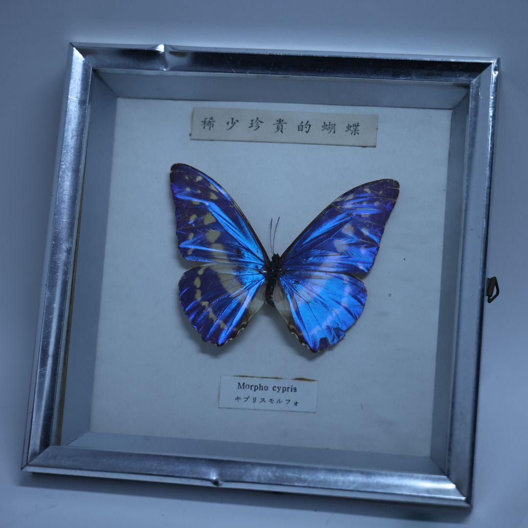 キプリスモルフォ　標本　額入り　稀少珍奇的胡蝶
