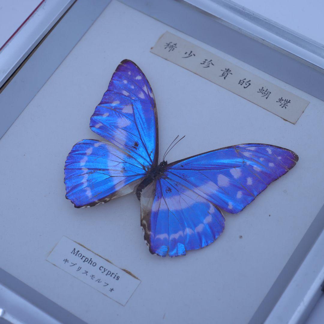 キプリスモルフォ　標本　額入り　稀少珍奇的胡蝶