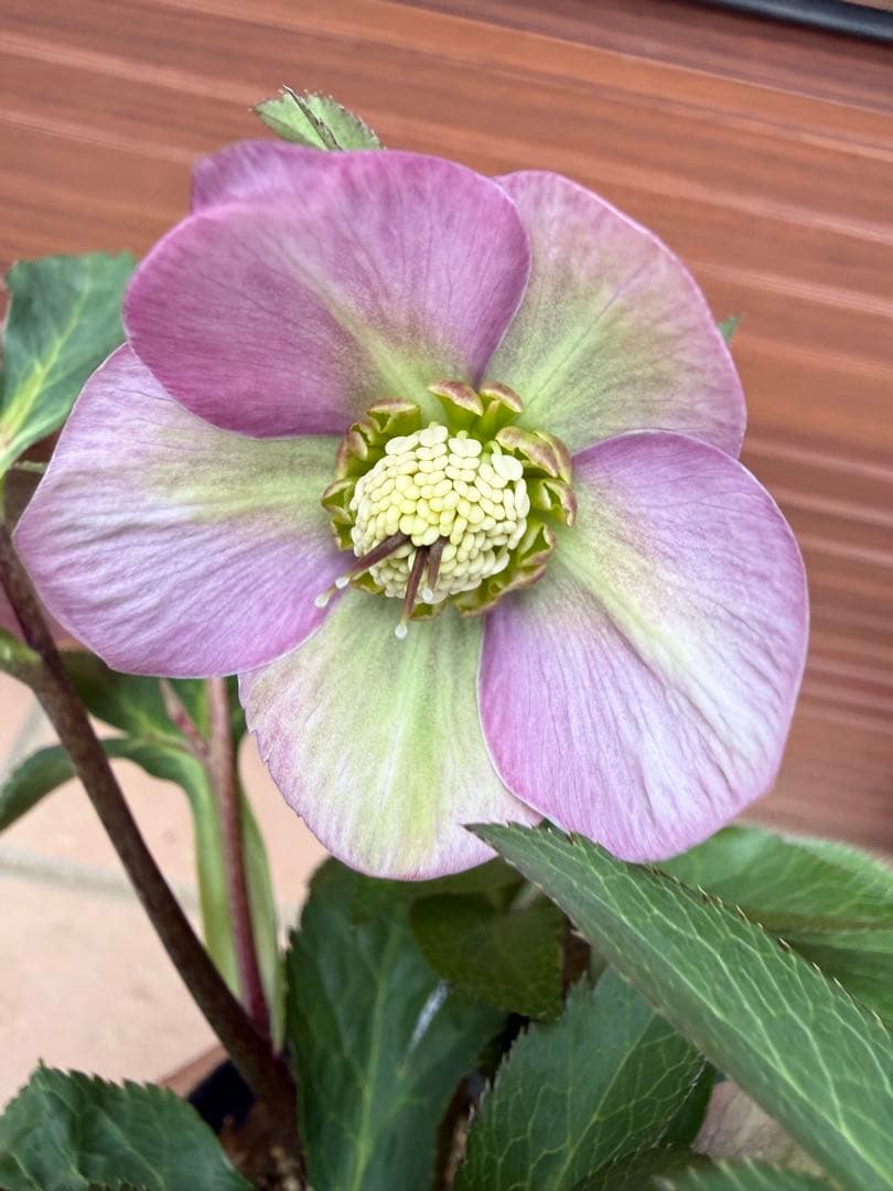 【未株分】大木ナーセリー プルプラ系hyb