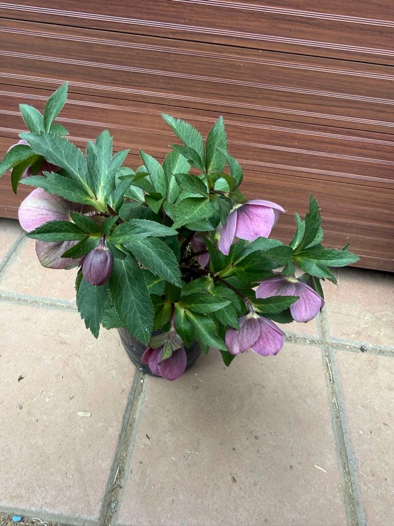 【未株分】大木ナーセリー プルプラ系hyb