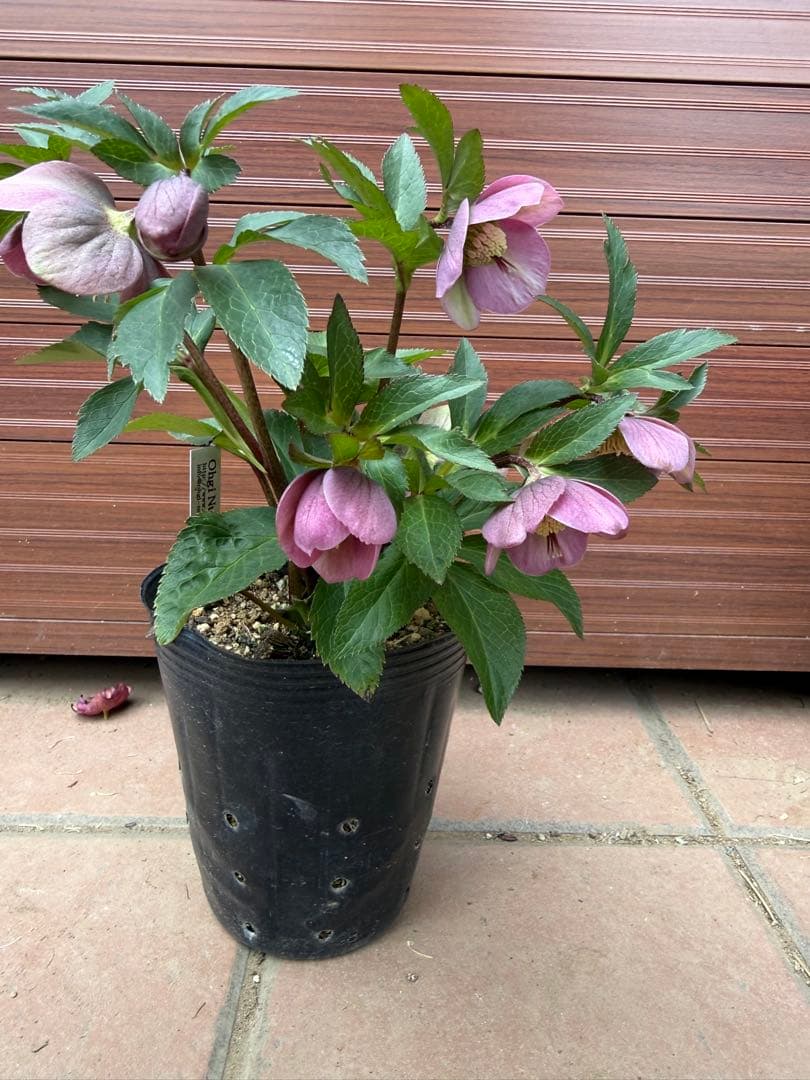 【未株分】大木ナーセリー プルプラ系hyb