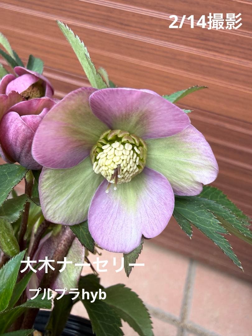 【未株分】大木ナーセリー プルプラ系hyb