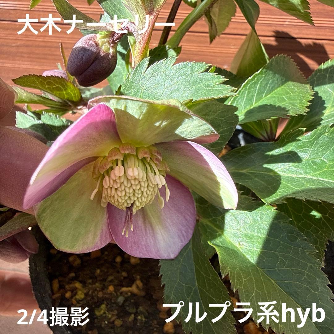 【未株分】大木ナーセリー プルプラ系hyb