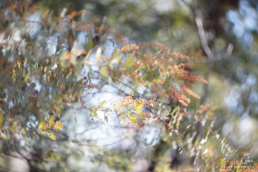 HELIOS ヘリオス 44M 58mm F2 M42マウント ぐるぐるボケ