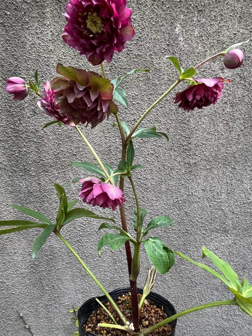 クリスマスローズ　超多弁