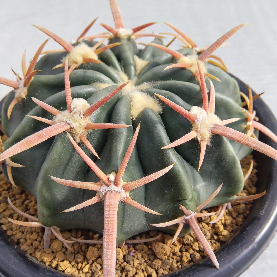 【美球大苗】綾波ホマロケファラ国内繁殖サボテン（太平丸花王丸雷帝翠平丸）