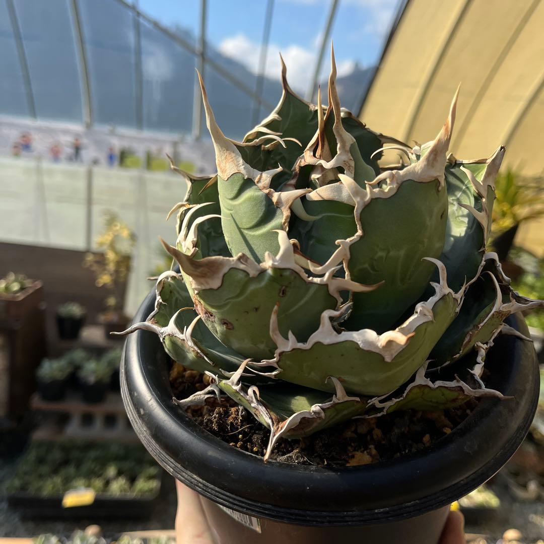 白鯨大株トップ長め5号鉢抜き苗発送