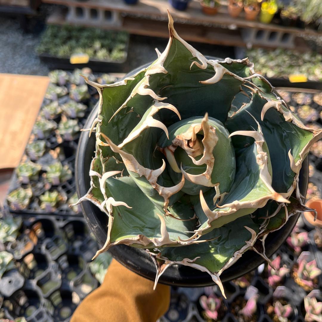 白鯨大株トップ長め5号鉢抜き苗発送