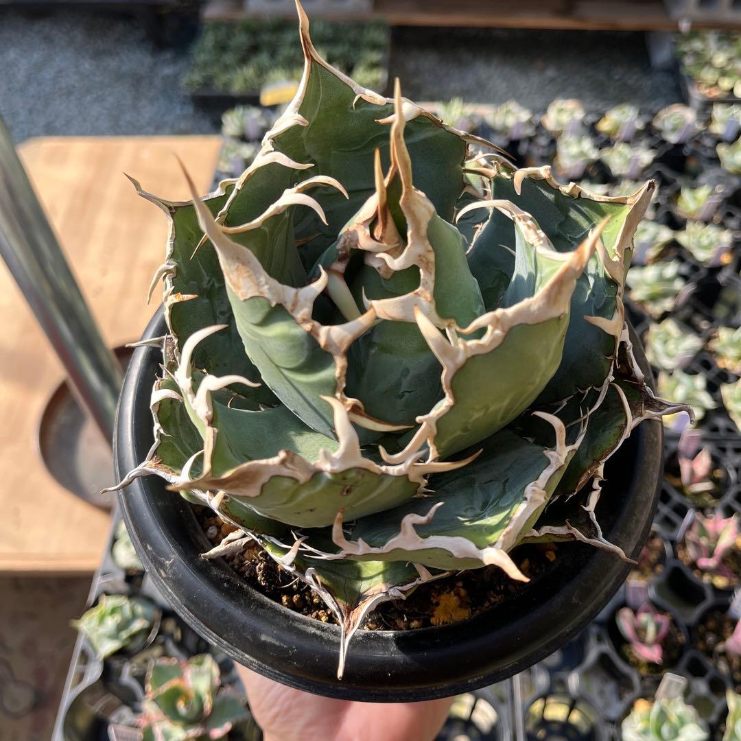 白鯨大株トップ長め5号鉢抜き苗発送