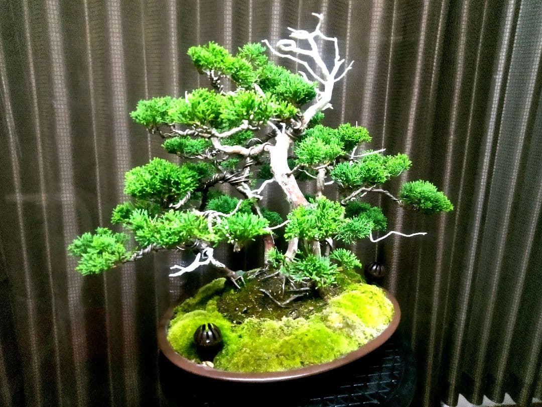 【樹齢30年株立 真柏盆栽】　　　　　　　　　　☆飽きの来ない自信の美品