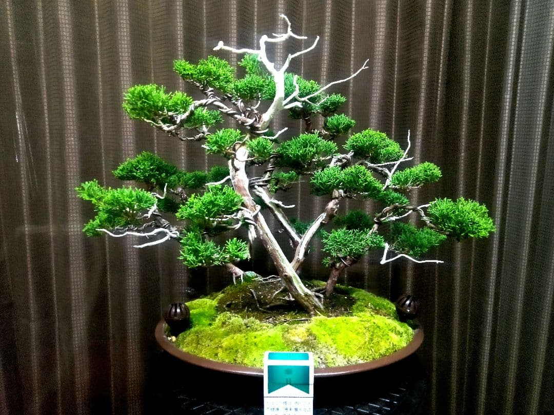 【樹齢30年株立 真柏盆栽】　　　　　　　　　　☆飽きの来ない自信の美品