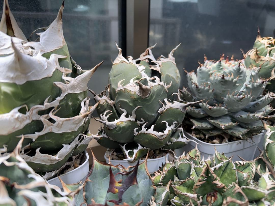 -Collection-イタリアオテロイ 検)ディアボロ悪魔君 スーパーチタノタ