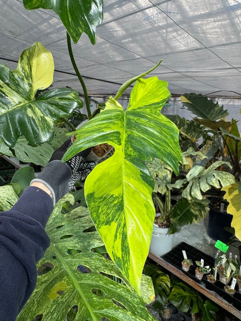 N5 フィロデンドロン　キティナ　健康カット苗