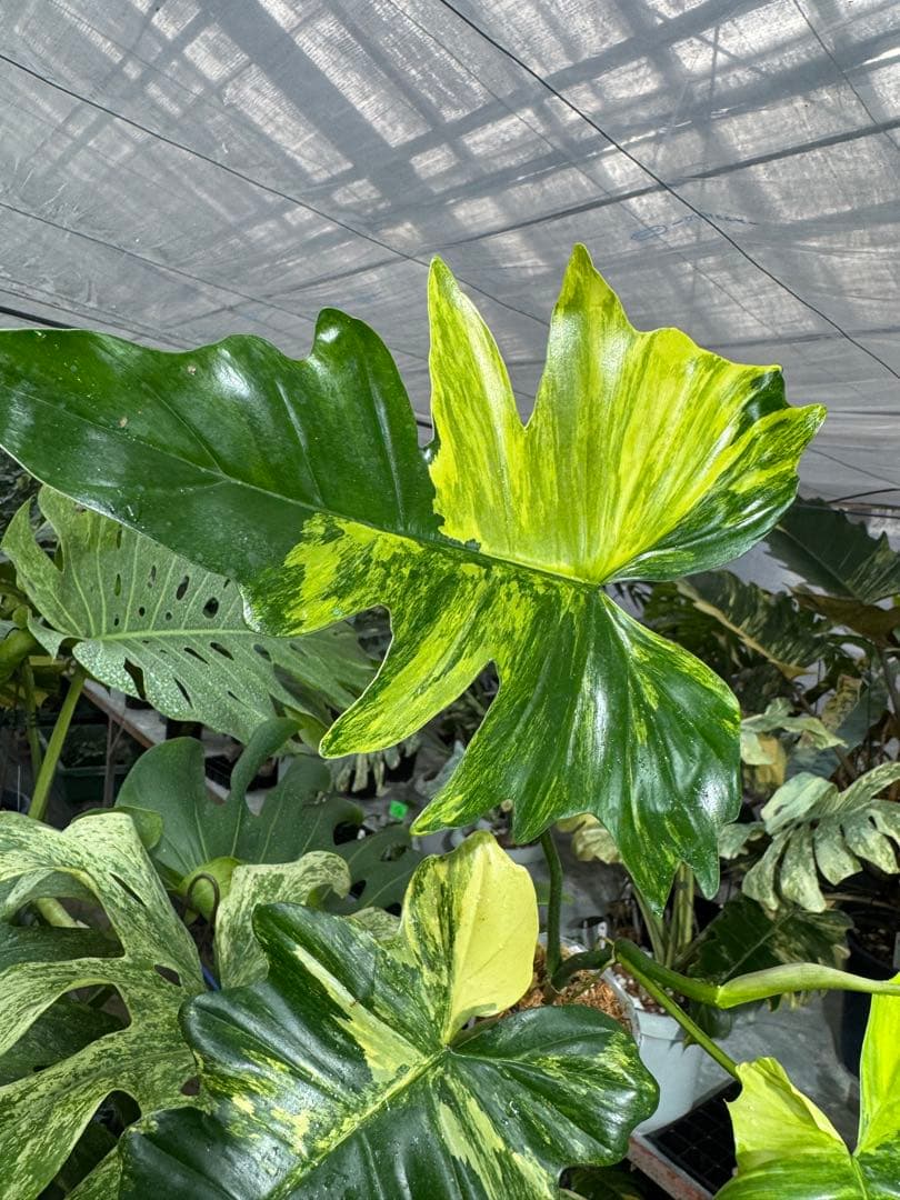 N5 フィロデンドロン　キティナ　健康カット苗