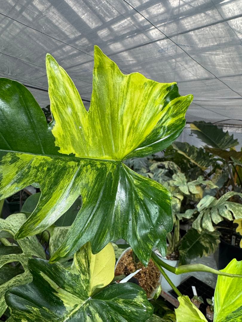 N5 フィロデンドロン　キティナ　健康カット苗