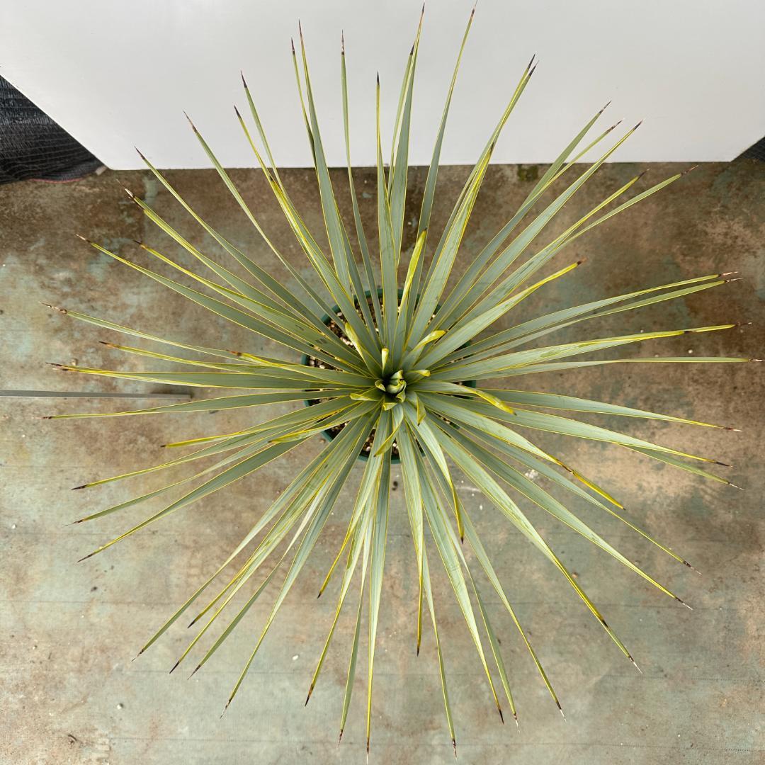 ユッカ　ロストラータ【21-408】シルバーブルー