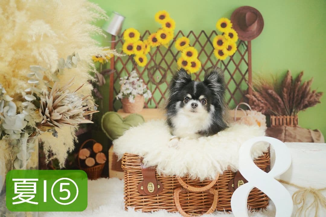 背景布【紫陽花C】サンプル　ペット、トリミング、キッズ撮影用フォトブース　梅雨