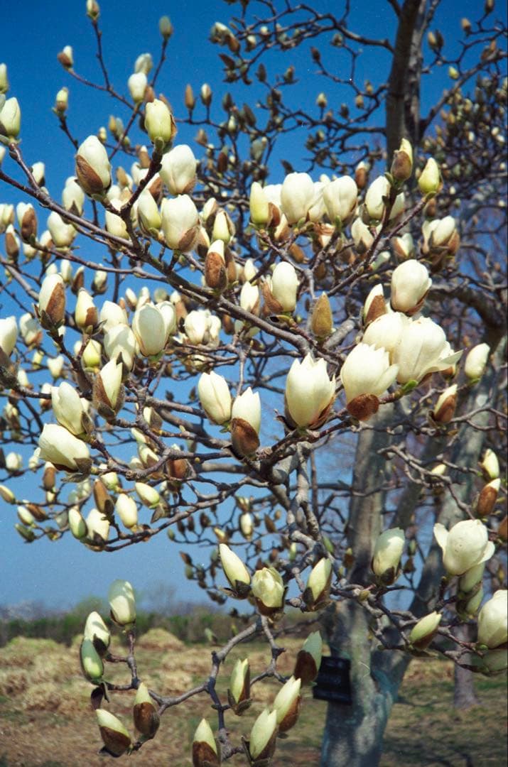 OLYMPUS 35 RC 整備品、 テスト撮影済み　342990