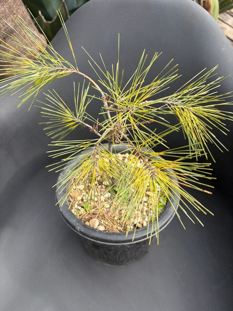 斑入り松ジャノメマツ◇錦ドライガーデン　アガベ ユッカ　ハビタット多肉サボテン