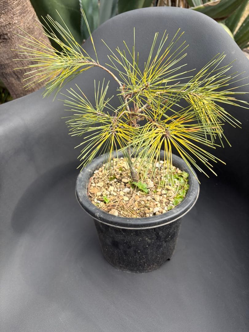 斑入り松ジャノメマツ◇錦ドライガーデン　アガベ ユッカ　ハビタット多肉サボテン