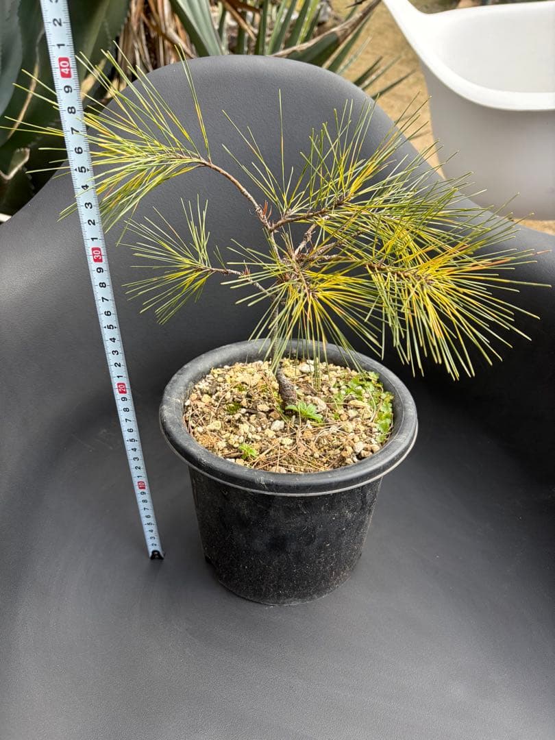 斑入り松ジャノメマツ◇錦ドライガーデン　アガベ ユッカ　ハビタット多肉サボテン