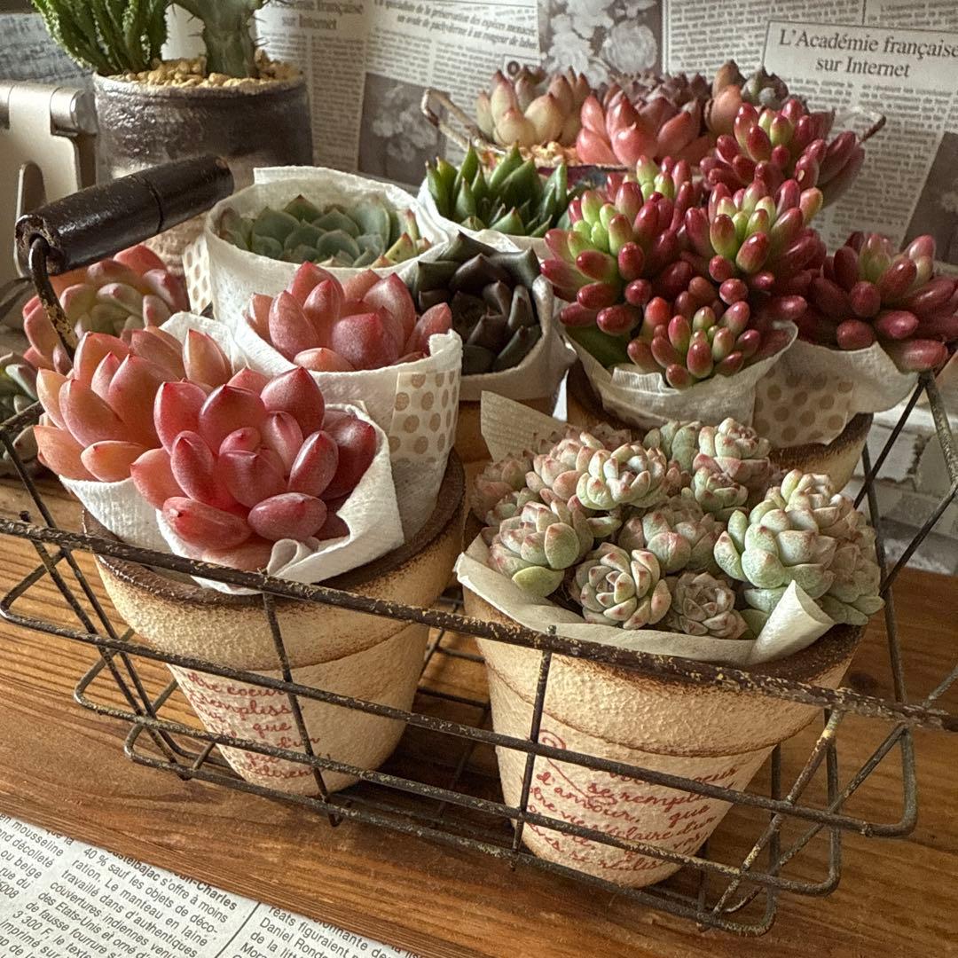 ★アンティークアイアンバスケットset★リメイク鉢多肉植物苗花ちまちま多肉弁当