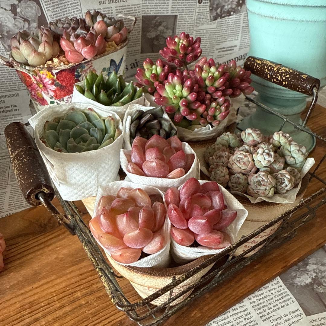 ★アンティークアイアンバスケットset★リメイク鉢多肉植物苗花ちまちま多肉弁当