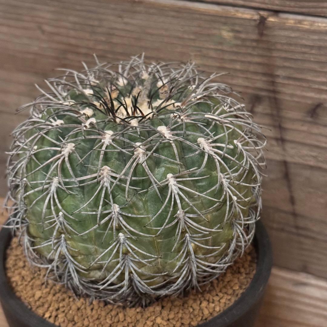 【実生古株】黒刺天平丸 魔天竜 緋冠竜 太平丸 黒王丸 ギムノカリキウム