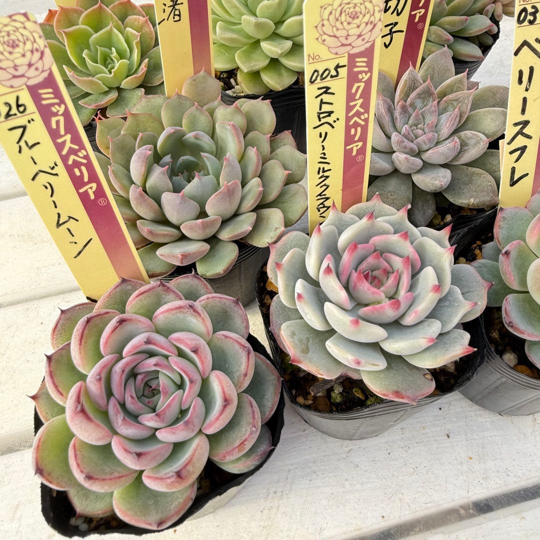 多肉植物 ミックスベリア