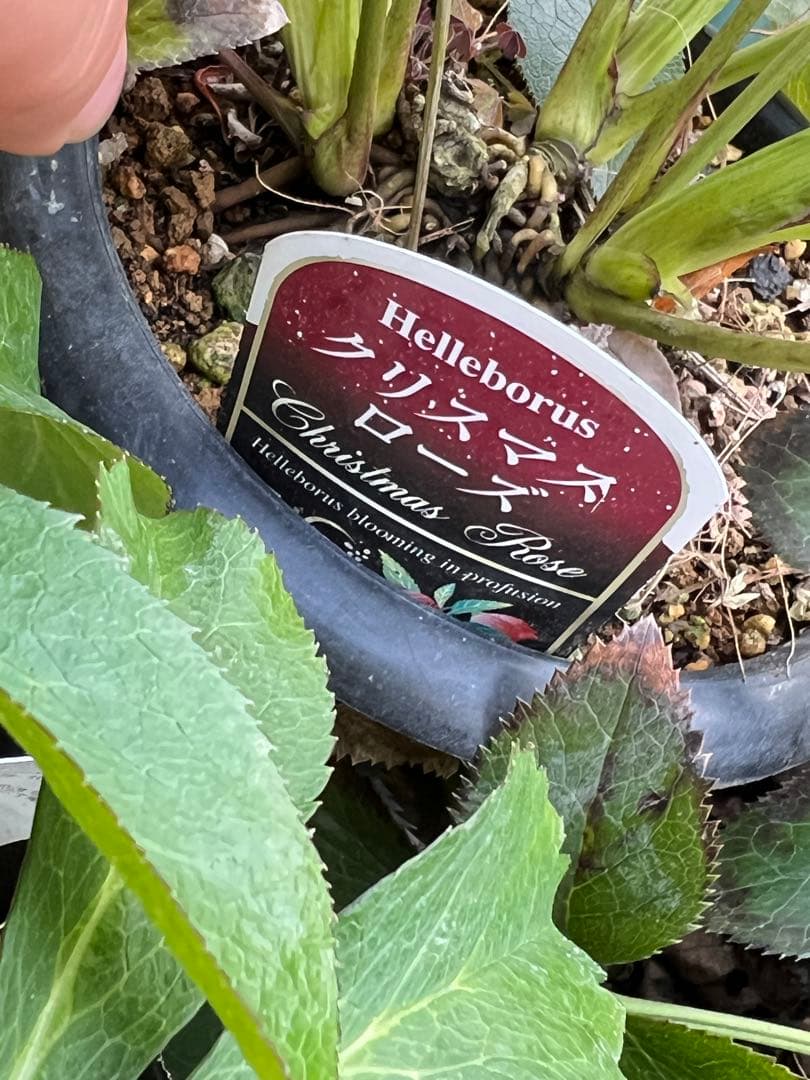 クリスマスローズ　超元気￼