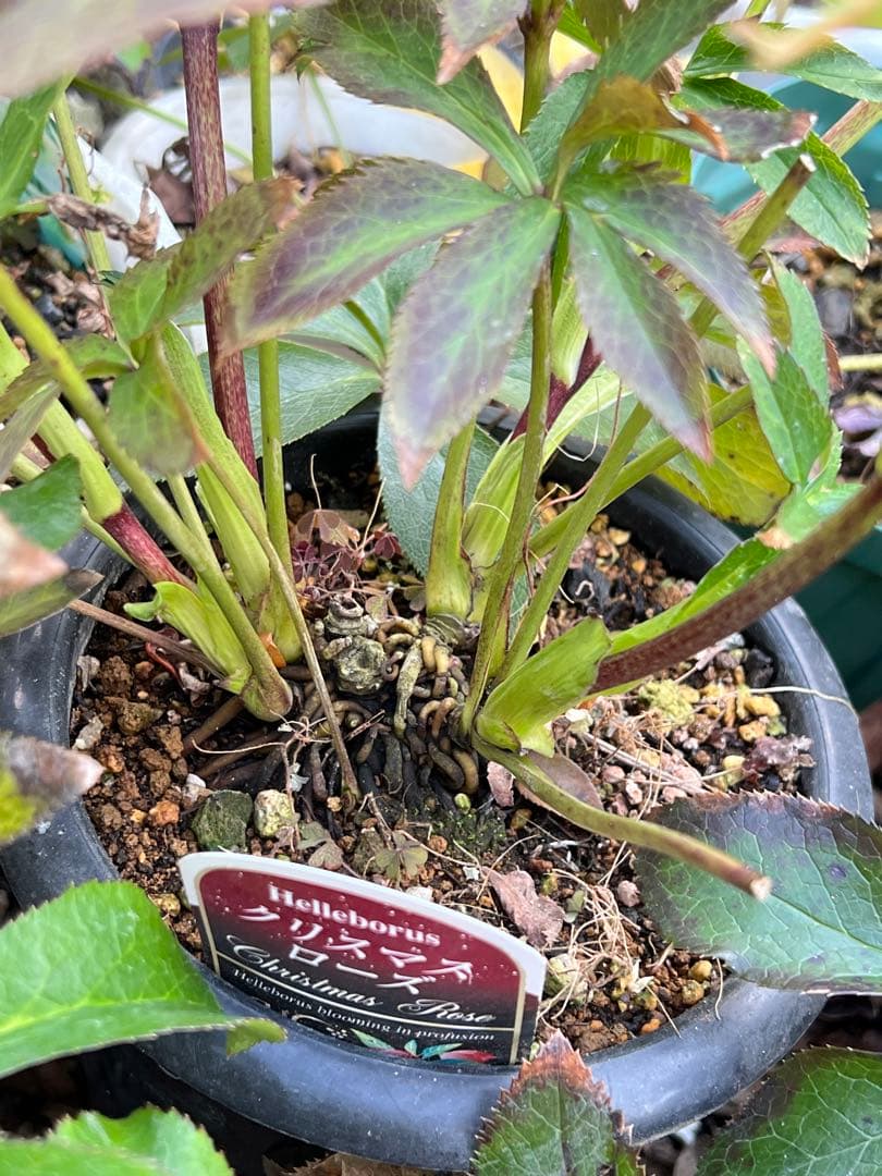 クリスマスローズ　超元気￼