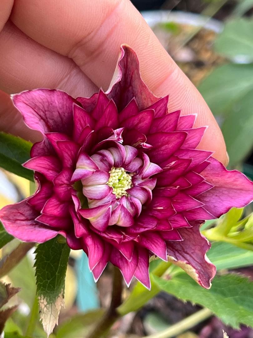 クリスマスローズ　超元気￼