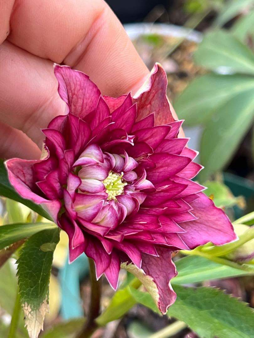 クリスマスローズ　超元気￼