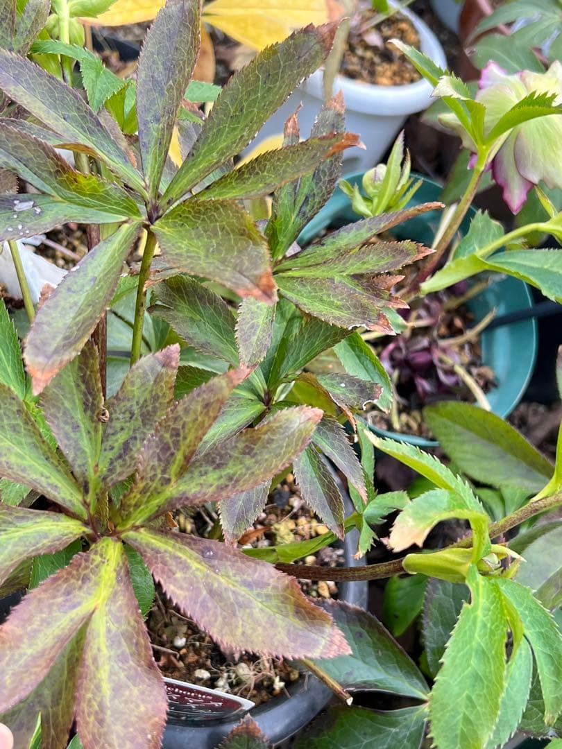 クリスマスローズ　超元気￼