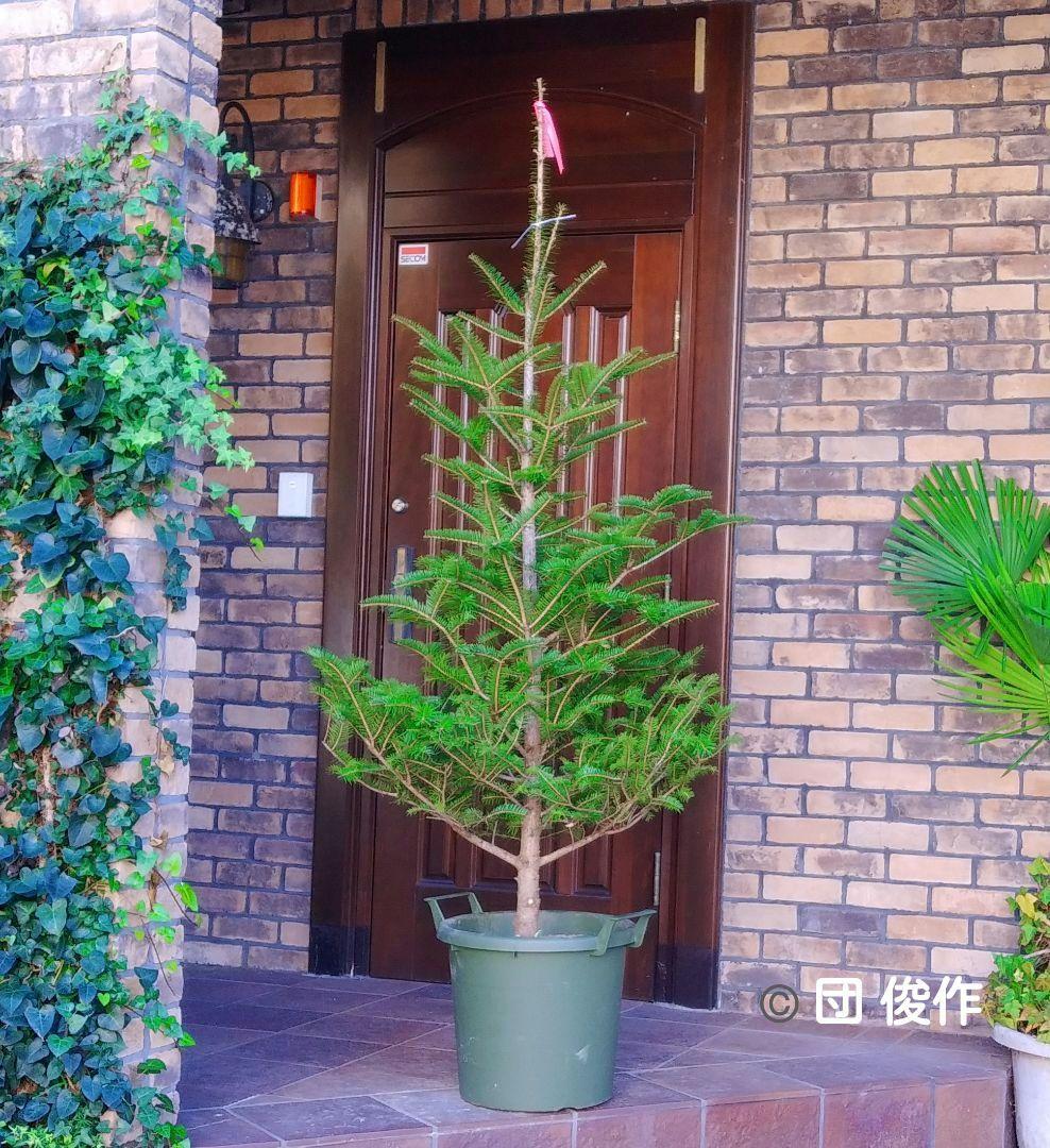 モミの木 苗木 特大200cm❗13号❗綺麗な樹形 クリスマスツリー 鉢植済