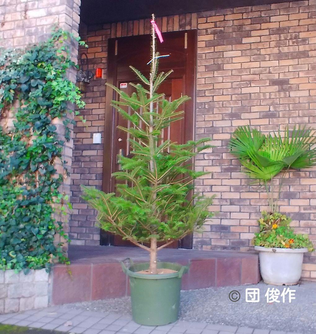 モミの木 苗木 特大200cm❗13号❗綺麗な樹形 クリスマスツリー 鉢植済