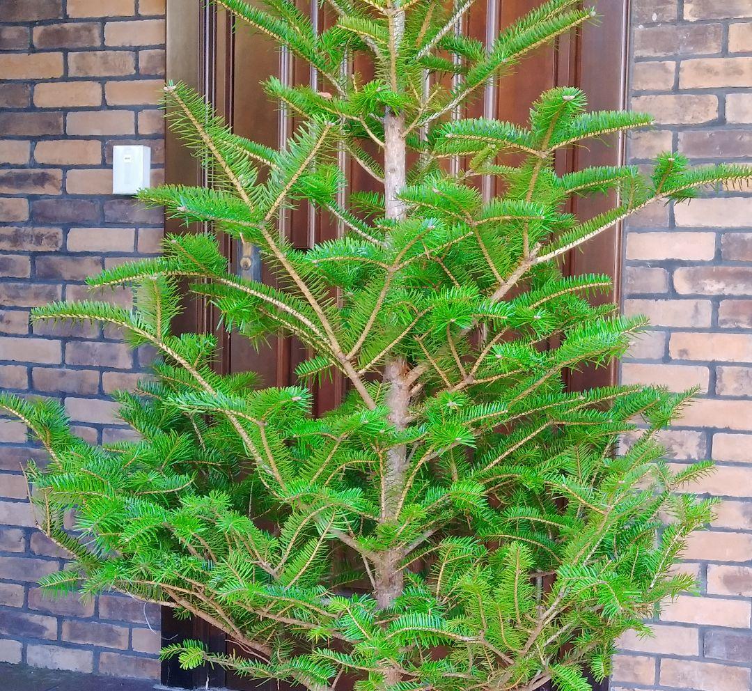 モミの木 苗木 特大200cm❗13号❗綺麗な樹形 クリスマスツリー 鉢植済