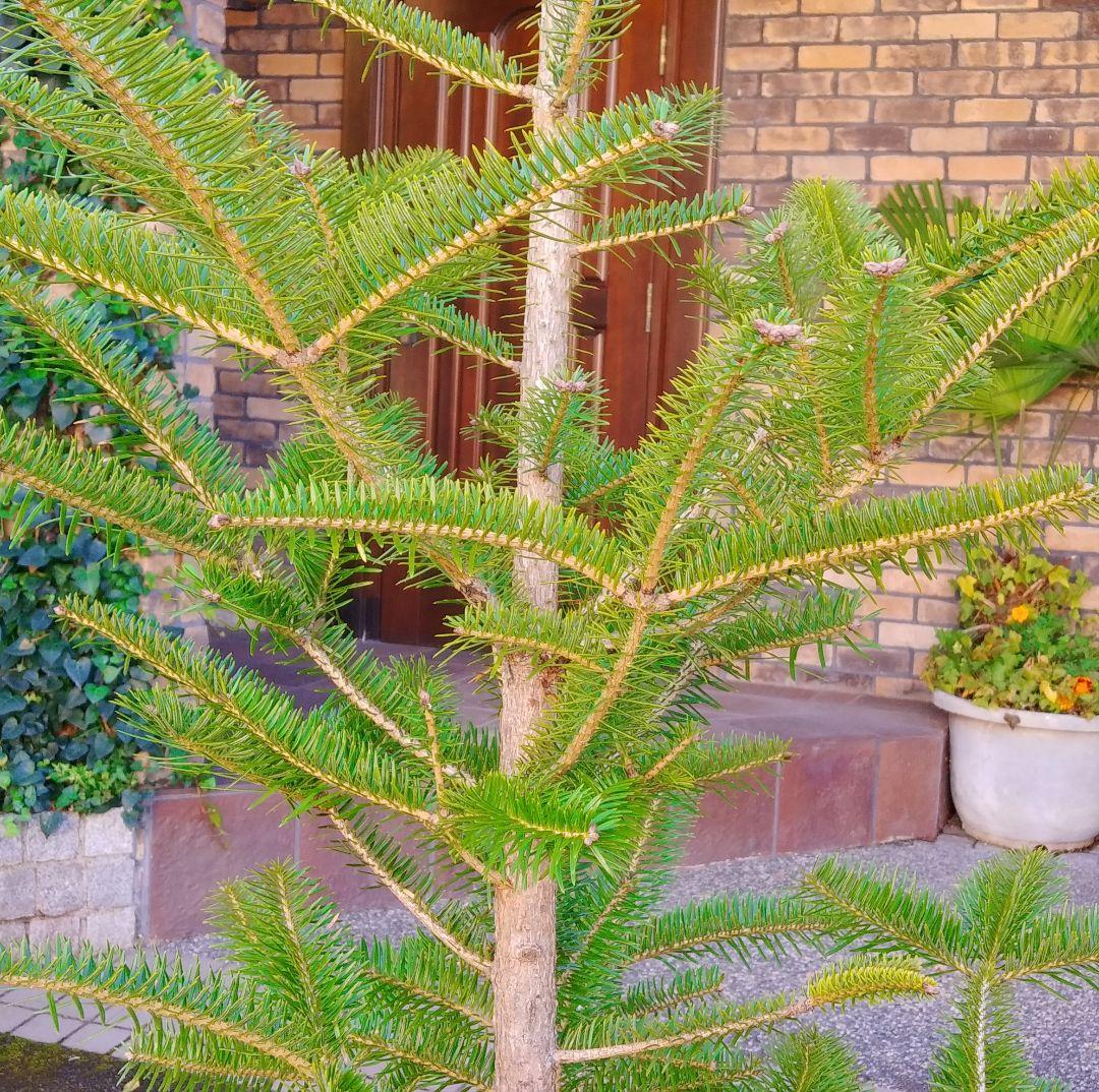 モミの木 苗木 特大200cm❗13号❗綺麗な樹形 クリスマスツリー 鉢植済